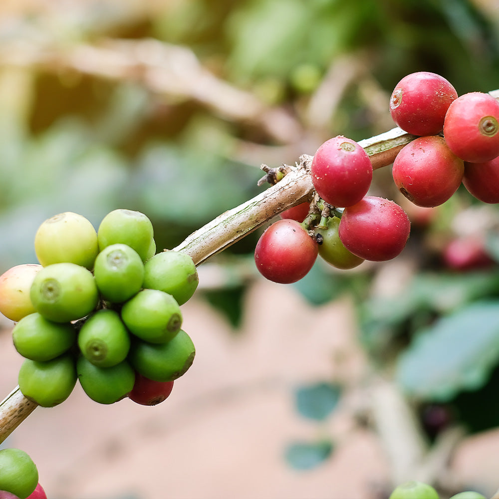 Kaffeebohnen an einer Kaffeepflanze mit grünen und roten Kaffeebohnen